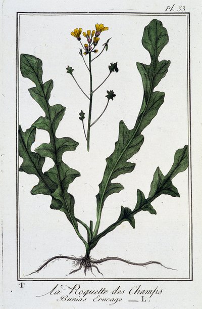 De veldraket (Bunias Erucago) - in 