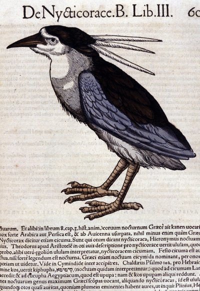 La bihoreau in Historia Animalium door Conrad Gesner (1516 - 1565), Tiguri door Unknown artist