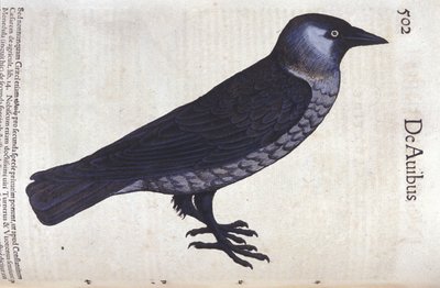 La choucas in Historia Animalium door Conrad Gesner (1516 - 1565), Tiguri door Unknown artist