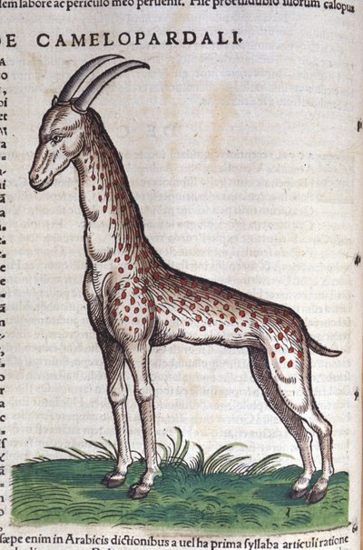 De giraffe. in Historia Animalium door Conrad Gesner (1516 - 1565) door Unknown artist