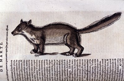De marter in Historia Animalium door Conrad Gesner (1516 - 1565), Tiguri door Unknown artist