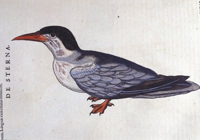 De stern of zwaluw der zeeën in Historia Animalium van Conrad Gesner (1516 - 1565), Tiguri door Unknown artist