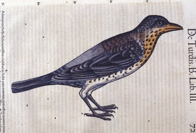 De lijster in Historia Animalium door Conrad Gesner (1516 - 1565), Tiguri door Unknown artist