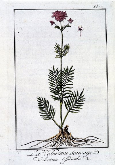 De wilde valeriaan - in 