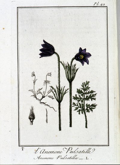 De anemoon pulsatilla - in 