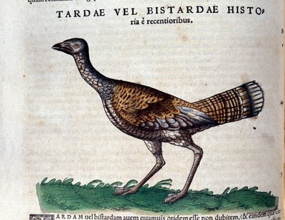 De trapgans in Historia Animalium door Conrad Gesner (1516 - 1565), Tiguri door Unknown artist