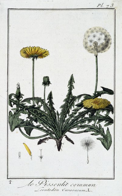 De gewone paardenbloem (Leontodon caraxacum) - in 