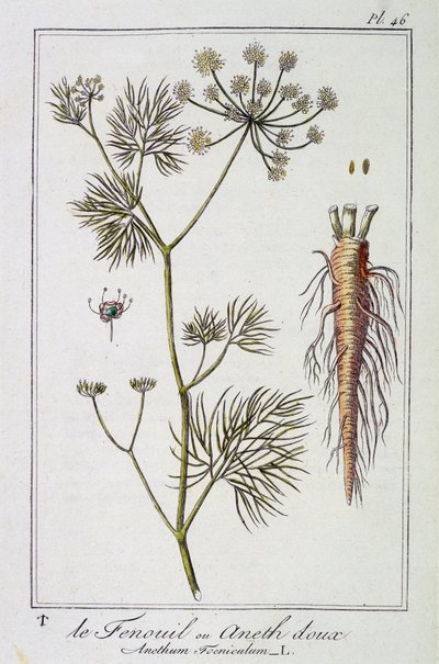 De venkel of dille (Anethum Foeniculum) - in "Exercises de botanique à l