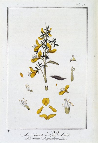 De brem (Spartium Scoparium) - in 