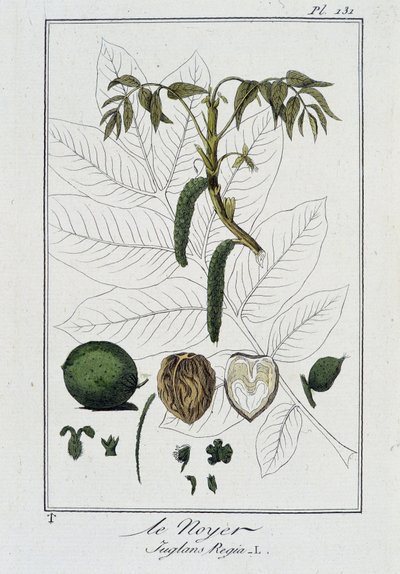 De walnoot (Juglans Regia) - in "Exercises de botanique à l