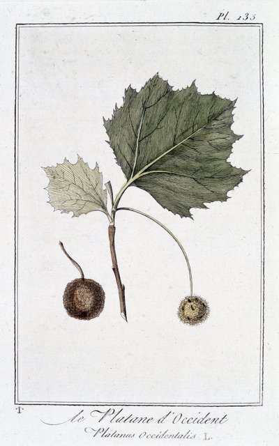 De westerse plataan (Platanus occidentalis) - in 