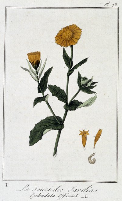 De tuin goudsbloem (Calendula officinalis) - in 