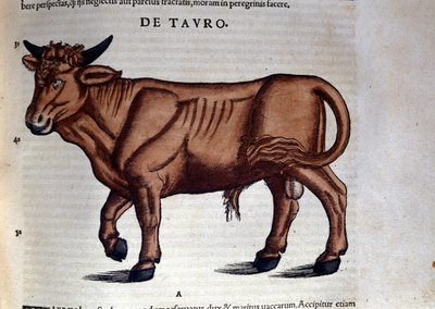 De Stier. in Historia Animalium door Conrad Gesner (1516 - 1565), Tiguri door Unknown artist
