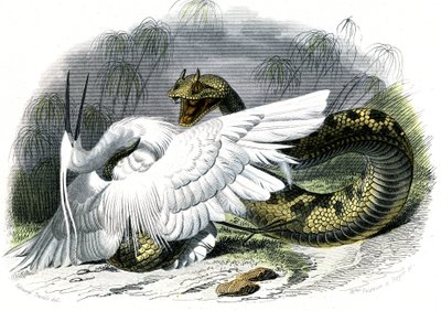 Le ceraste (Vipera cerastes) - Plaat uit Natuurlijke Geschiedenis door Bernard Germain de Lacepede (1856-1925), editie P.Furme, Parijs door Unknown artist