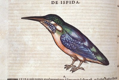 De bijeneter in Historia Animalium door Conrad Gesner (1516 - 1565), Tiguri door Unknown artist