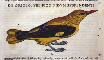 Le pic in Historia Animalium door Conrad Gesner (1516 - 1565), Tiguri door Unknown artist