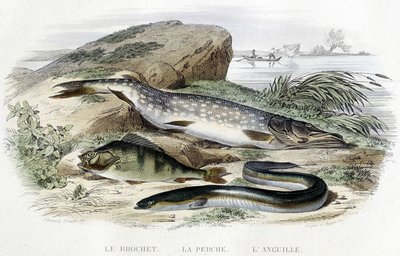 De snoek, de baars en de paling - in 