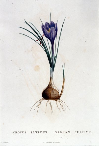 De saffraan (Crocus sativus) volgens Botanique van J. Rousseau, Parijs 1822 door Unknown artist