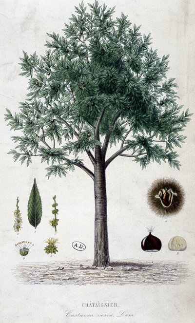 Bladeren, fruit en kastanjeboom, botanische plaat door Unknown artist