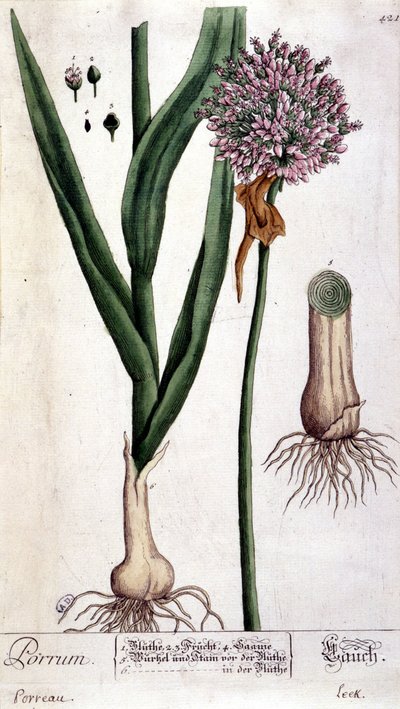 Prei - botanische plaat door Unknown artist