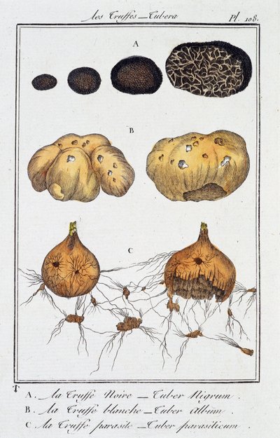 Les Truffes (Tubera) - in 
