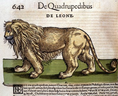 Leeuw na de Historia Animalium door Conrad Gesner, Tiguri 1560. Biblioteca nazionale Braidense. Milaan door Unknown artist