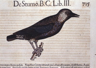 De spreeuw in Historia Animalium van Conrad Gesner (1516 - 1565), Tiguri door Unknown artist
