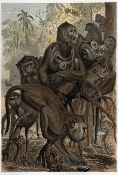Makaak (Macaca) (Cercopithecinae) - gravure uit 