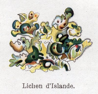 Medicinale en voedsel botanische planten: IJslands mos. Gravure in 