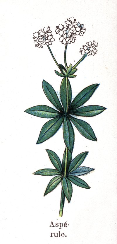 Medicinale en voedsel botanische planten: lievevrouwebedstro. Gravure in 