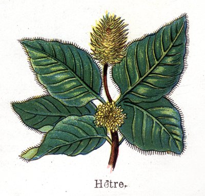 Medicinale en voedsel botanische planten: beuk. Gravure in 