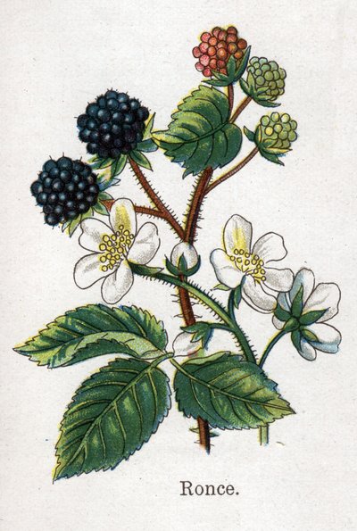 Medicinale en voedsel botanische planten: braam. Gravure in "La medication naturelle", door Friedrich Eduard Bilz (1842-1922) door Unknown artist