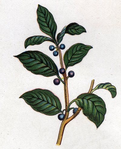 Medicinale en eetbare botanische planten: wegedoorn. Gravure in La medication naturelle, door Friedrich Eduard Bilz door Unknown artist