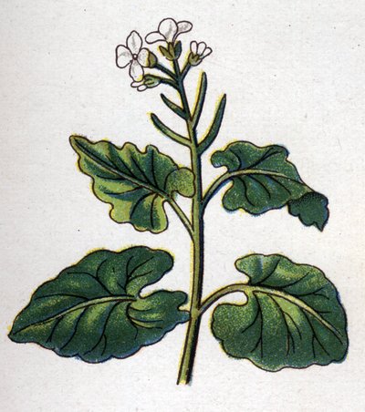Medicinale en eetbare botanische planten: kruid met zangers. Gravure in La medication naturelle, door Friedrich Eduard Bilz door Unknown artist