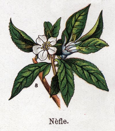 Medicinale en voedsel botanische planten: mispel. Gravure in 