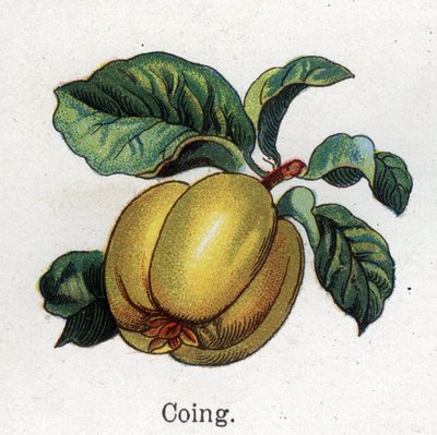 Medicinale en voedsel botanische planten: kweepeer. Gravure in 