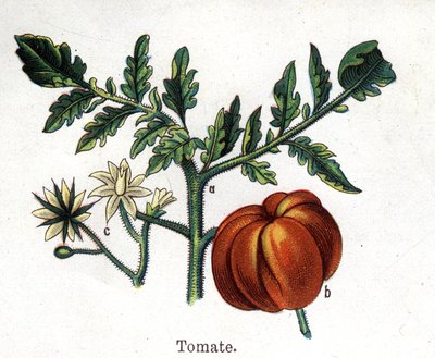 Medicinale en voedsel botanische planten: tomaat. Gravure in 