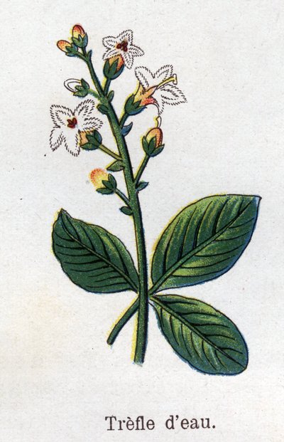 Medicinale en voedsel botanische planten: waterklaver. Gravure in 