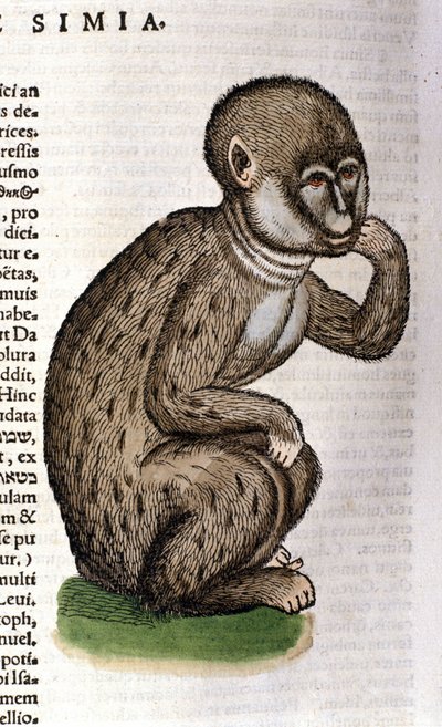 Aap na de Historia Animalium door Conrad Gesner, Tiguri 1560. Biblioteca nazionale Braidense. Milaan door Unknown artist
