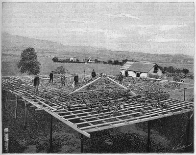 Montecito-wijngaard in Californië in 1888. in 