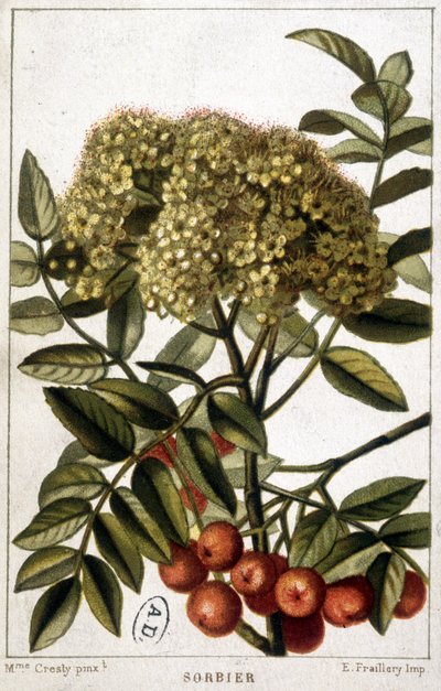 Lijsterbes - botanisch bord door Unknown artist
