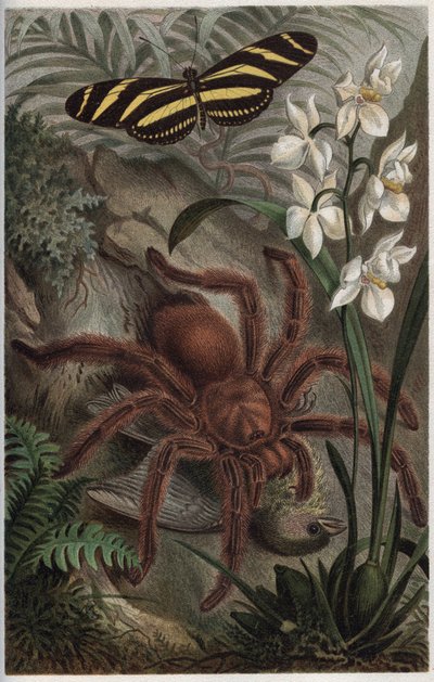 Mygalomorphae (Orthognatha) - gravure uit 