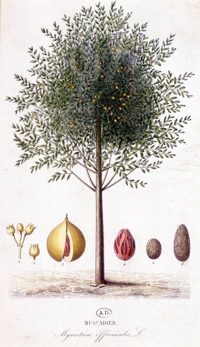 Myristica fragrans - Muskaatboom (Myristica officinalis). botanische plaat door Unknown artist