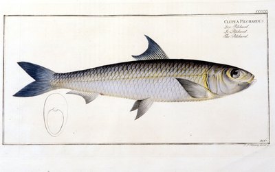 Natuurhistorische plaat: De sardien na Bloch