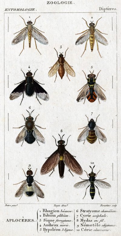 Natuurhistorische plaat. Entomologie. Diptera familie. Aploceres: 1. Rhagion beuk; 2. Plebeien bion; 3. Ferruginous Sic; 4 Anthrax morio; 5. Hypoleon 63 lijnen; 6. Stratyome kameleon; 7; Cyrte acephal; 8. Mydas in draad; 9. Utiginous nemotele; 10.clavicorn door Unknown artist