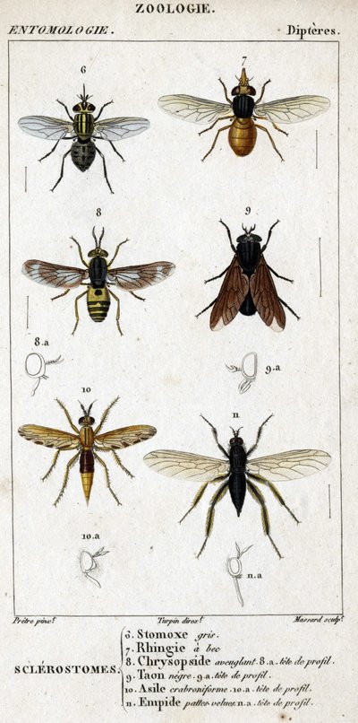 Natuurhistorische plaat. Entomologie. Familie van dipteren. Sclerostomen: 6. Grijze stomox; 7. Bekrande rhingia; 8. Verblindende Chrysopside; 8a. profiel hoofd; 9. Taon negre; 9a. hoofd van profiel; 10. Crabroniforme asiel; 10a. hoofd van profiel; 11. Embo door Unknown artist