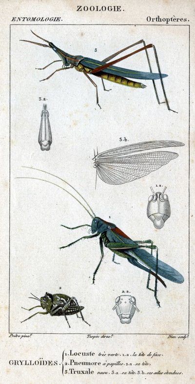 Natuurhistorische plaat. Entomologie. Familie van orthopteren. Grylloides: 1. Zeer groene sprinkhaan. 1.a. de voorkant van het hoofd; 2. Pneumore heeft smaakpapillen; 2.a. zijn hoofd; 3. Nasu truxal; 3.a. hoofd; 3.b. uitgestrekte vleugels door Unknown artist