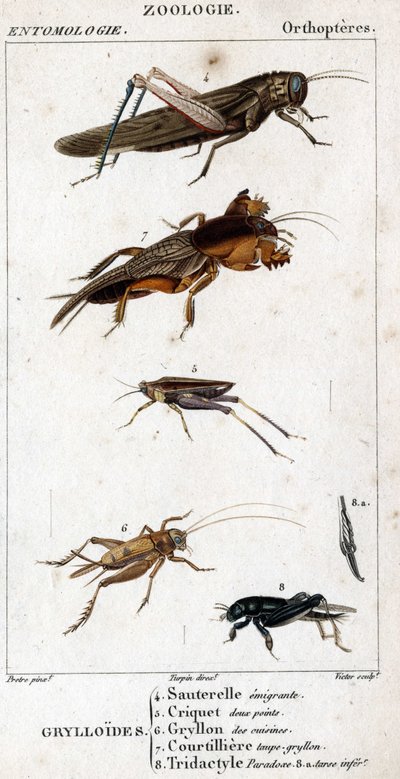 Natuurhistorische plaat. Entomologie. Familie van orthopteren. Grylloides: 4. Emigrerende sprinkhaan; 5. Sprinkhaan twee punten; 6. Gryllon uit de keukens; 7. Gryllon mol bouillon; 8. Tridactyl paradox; 8a. inferieure tarsus door Unknown artist