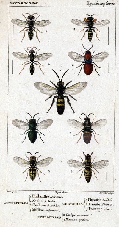 Natuurhistorische plaat. Entomologie. Hymenoptera familie. Anthophiles: 1. Philanth kroon; 2. Scoile 4 vlekken; 3. Screening crabron; 4 Melline ruficorne. Chryside: 5. Lucidulous Chryside; 6. Brain Omalum; 7. Parnope vlees. Pterodiples: 8. gemeenschappelij door Unknown artist