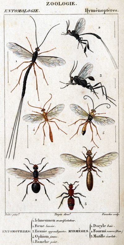 Natuurhistorische plaat. Entomologie. Hymenoptera familie. door Unknown artist